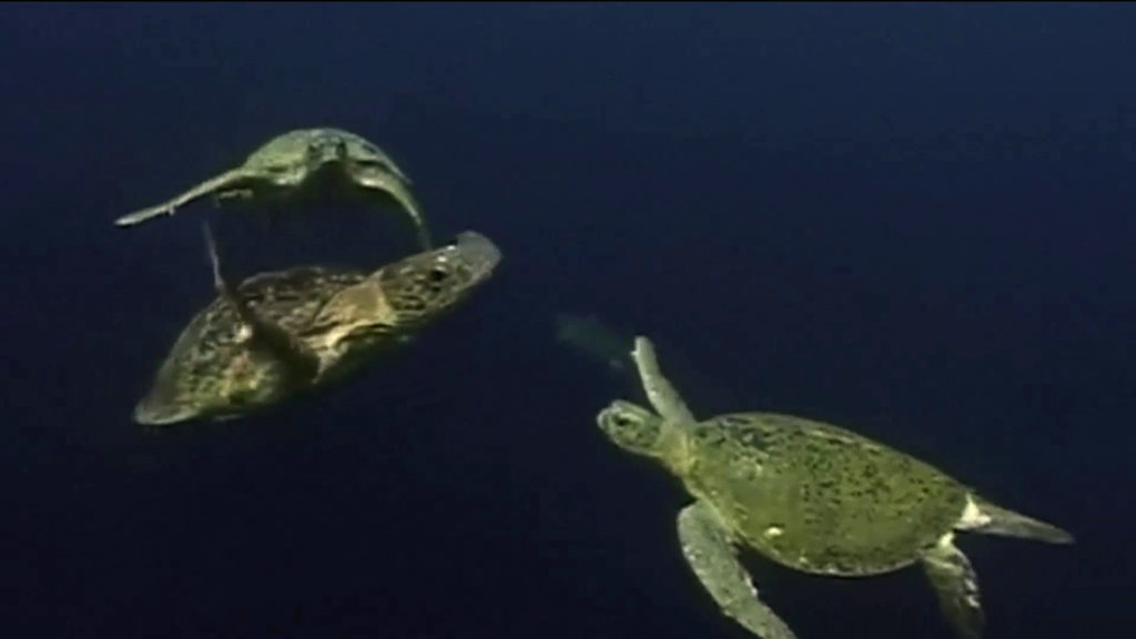 Turtle! (2022) short found footage film